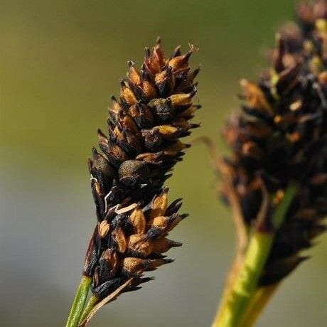 Carex norvegica Froito