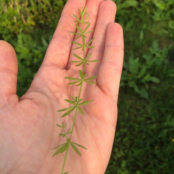 Galium palustre Feuille