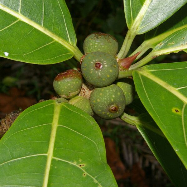 Ficus obtusifolia Плід