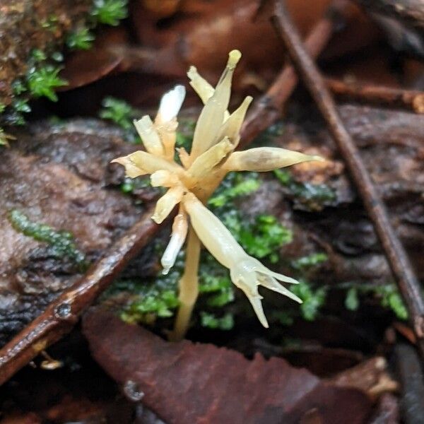 Voyria corymbosa Bark