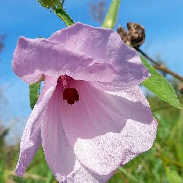 Hibiscus striatus Flor