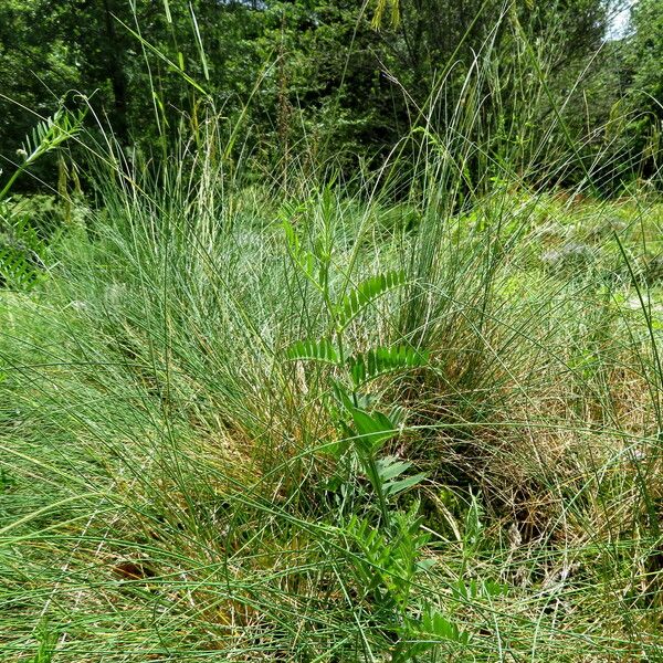 Festuca rubra Hábito