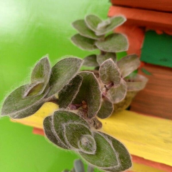 Tradescantia sillamontana Leaf