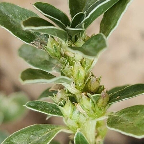 Amaranthus blitoides Cvet