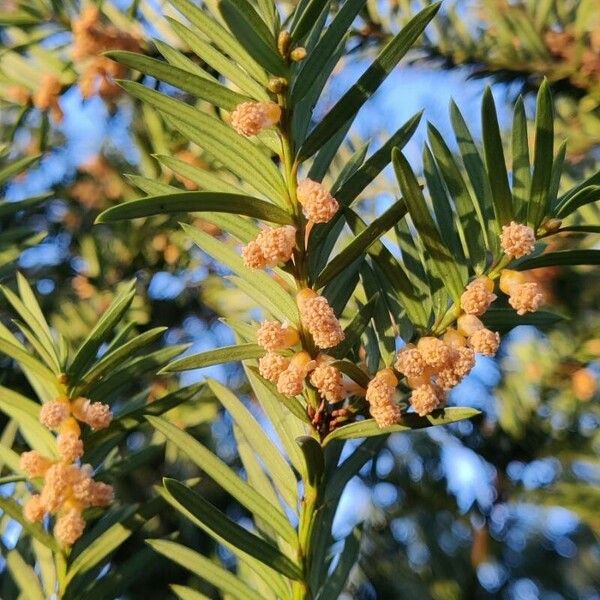 Torreya californica Kukka