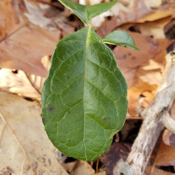 Gaultheria procumbens Blad