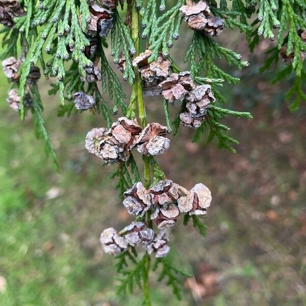 Chamaecyparis lawsoniana Frukt