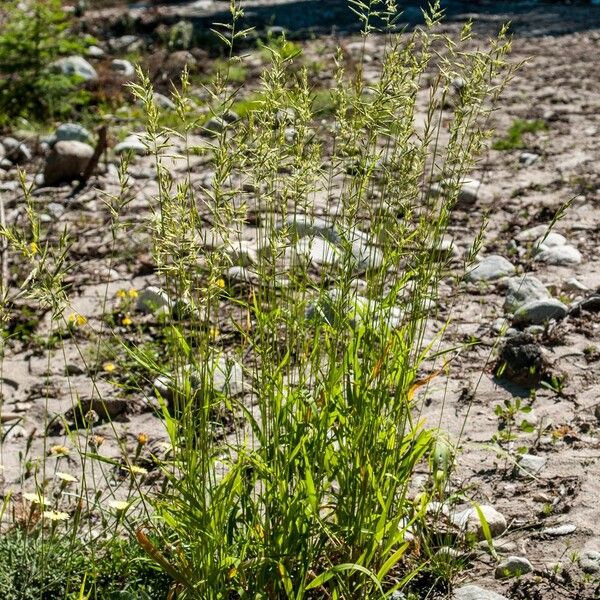 Brachypodium pinnatum Характер