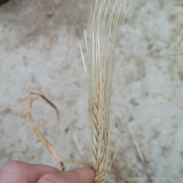 Hordeum vulgare Fruto