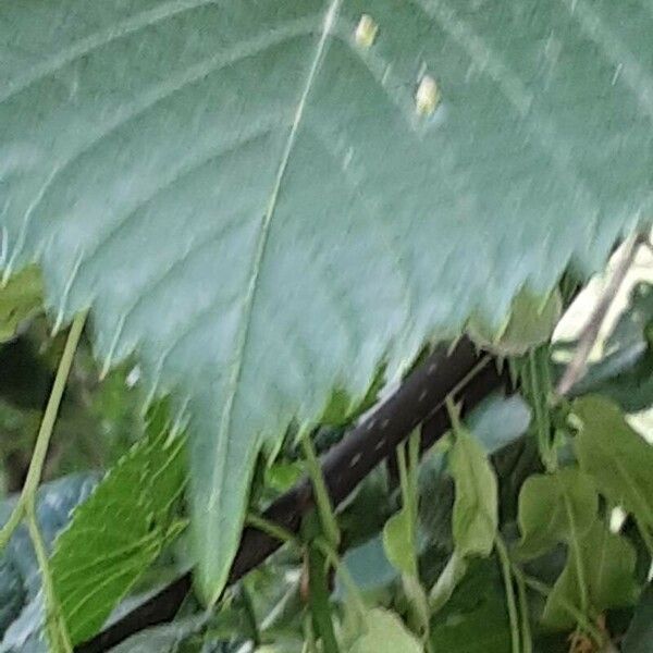 Tilia platyphyllos Frunză