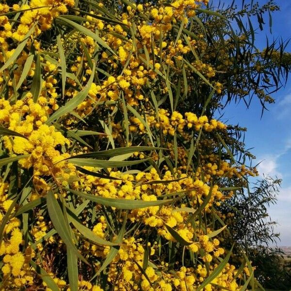 Acacia saligna Floro