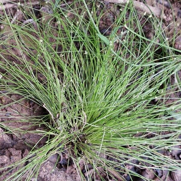 Isolepis cernua Кветка