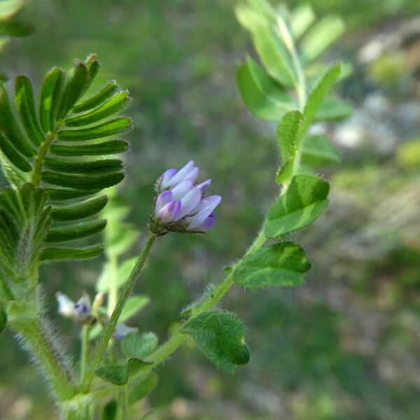 Astragalus pelecinus Corteza