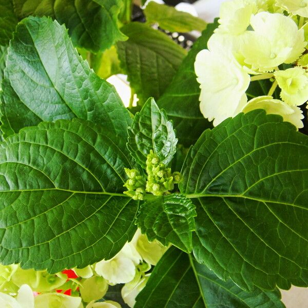 Hydrangea macrophylla Blad