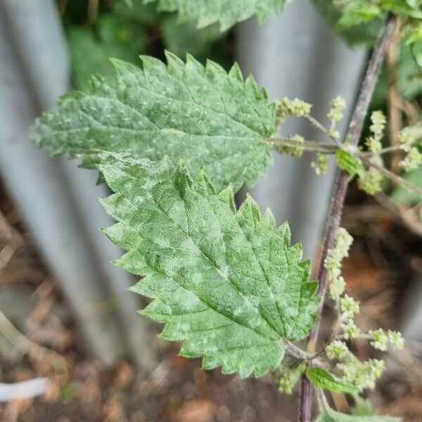 Urtica dioica Blad