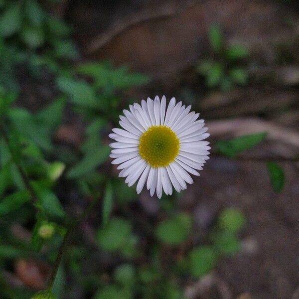 Erigeron karvinskianus Blomma