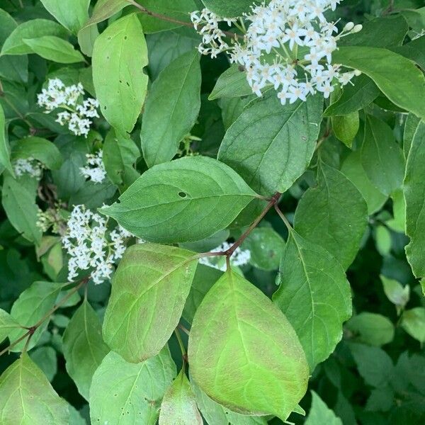 Cornus racemosa Leaf