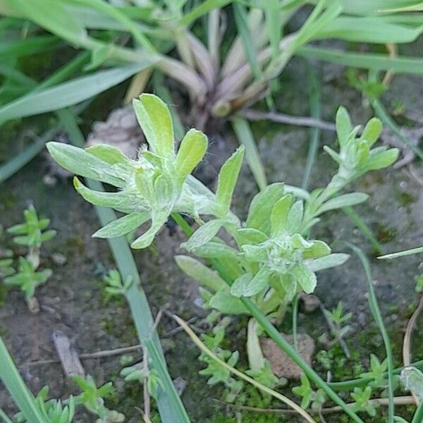 Filago pyramidata 整株植物