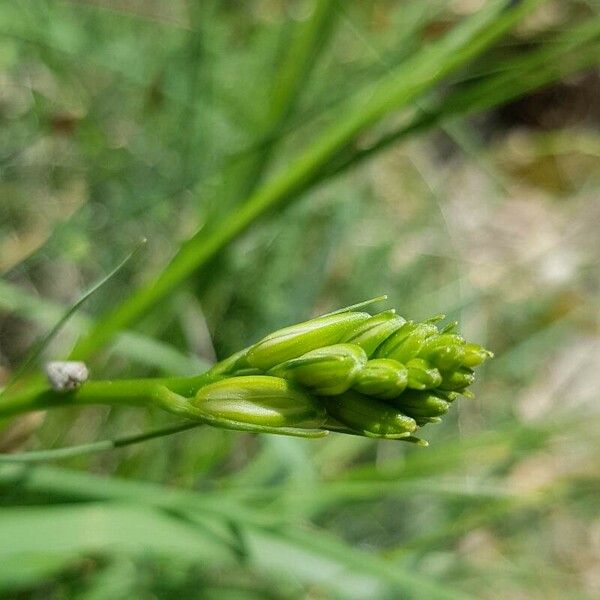 Anthericum liliago Flower