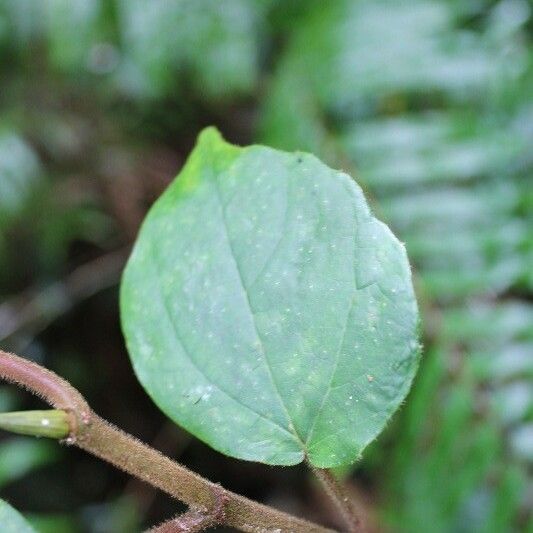 Ficus mauritiana Foglia