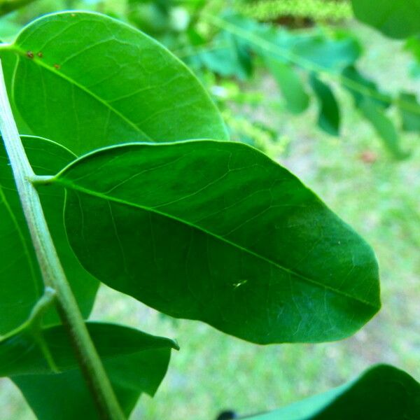 Adenanthera pavonina Leaf