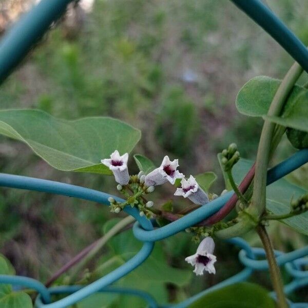 Paederia foetida Flor