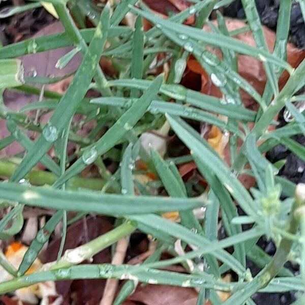 Linaria vulgaris Hostoa