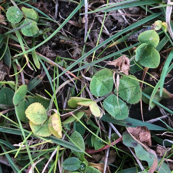 Trifolium repens Φύλλο