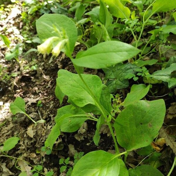 Symphytum tuberosum List