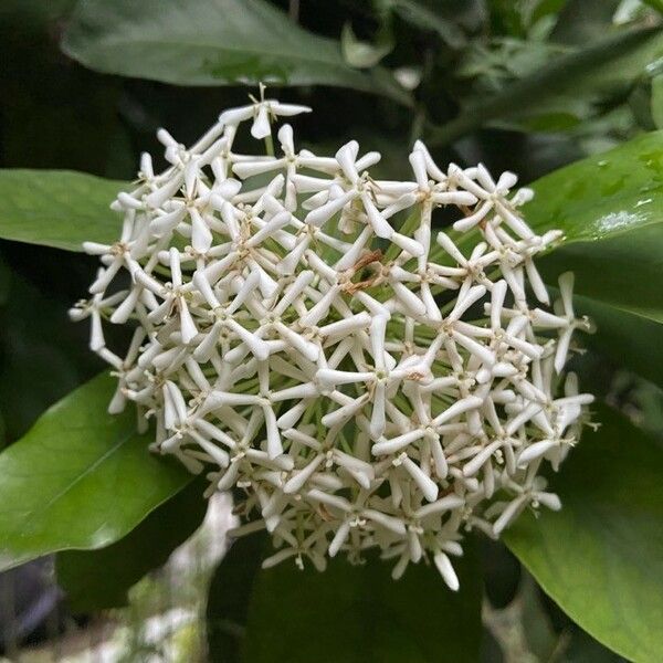 Ixora finlaysoniana Λουλούδι