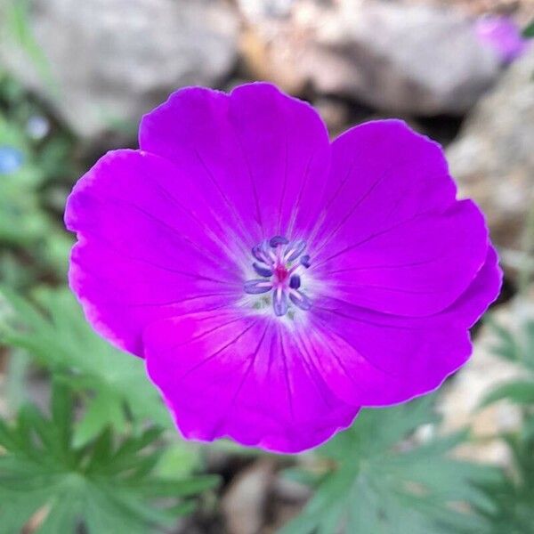 Geranium sanguineum 花