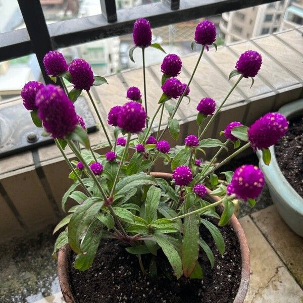 Gomphrena globosa Kwiat