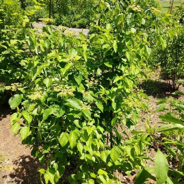 Viburnum dentatum Yeri