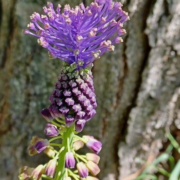 Muscari comosum Çiçek