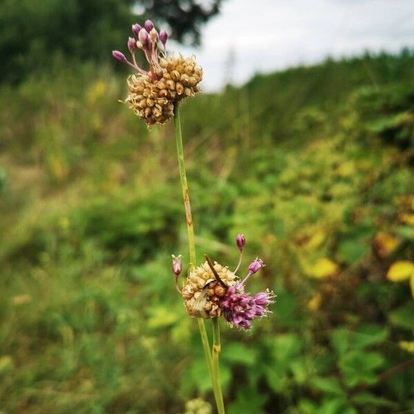 Allium vineale Fiore