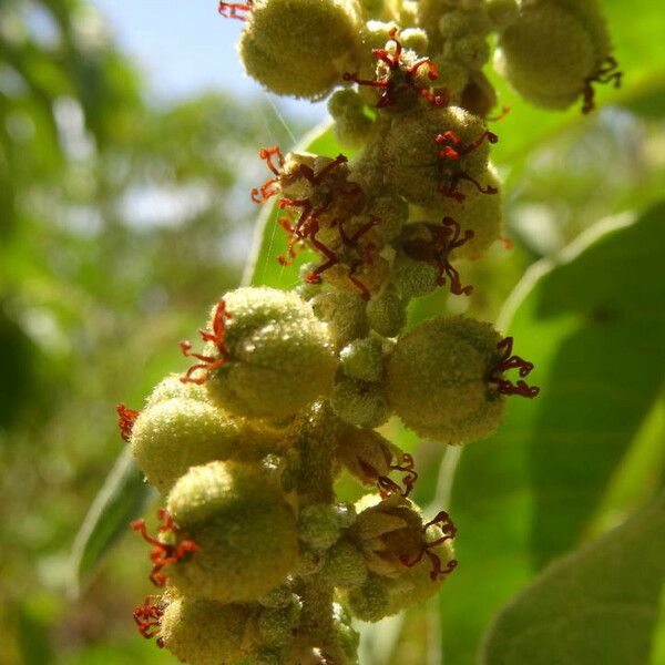 Croton flavens Plod