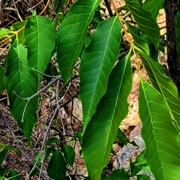 Wrightia pubescens Foglia