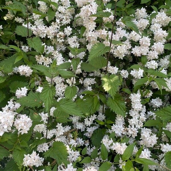 Deutzia gracilis ഇല