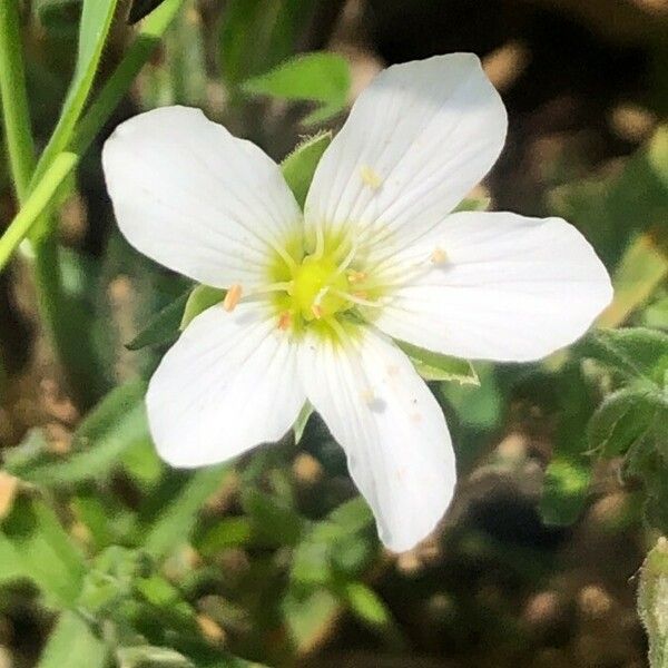 Arenaria montana Flor