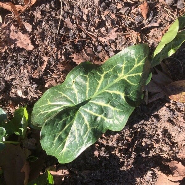 Arum italicum Leaf