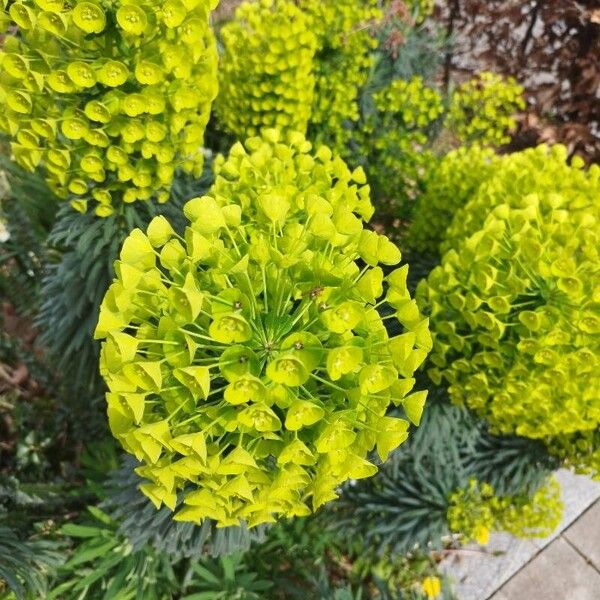 Euphorbia characias Çiçek