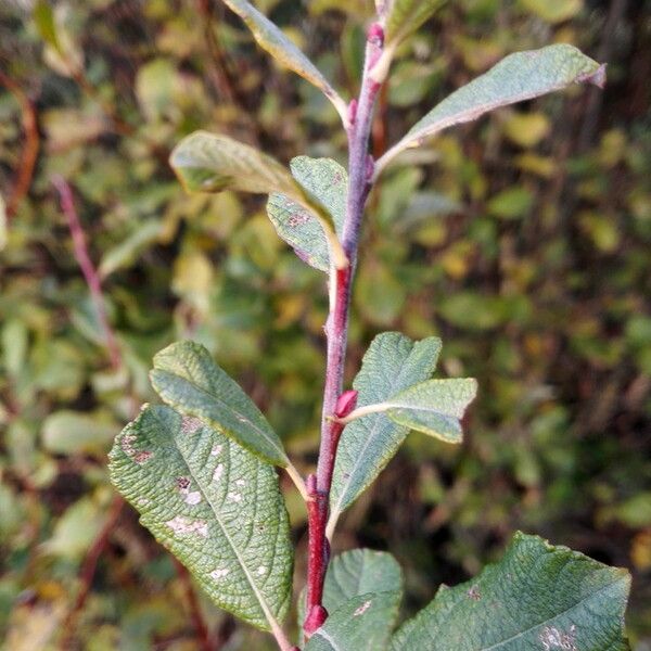 Salix aurita Fuelha