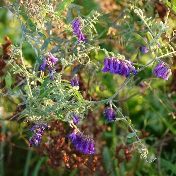 Vicia villosa Flower