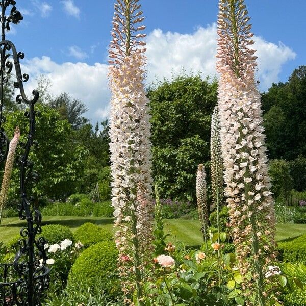 Eremurus robustus Bloem