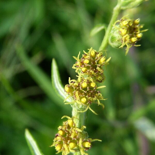Artemisia verlotiorum Flower