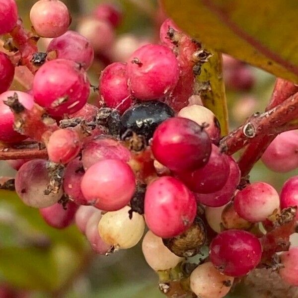 Pistacia lentiscus Fruit