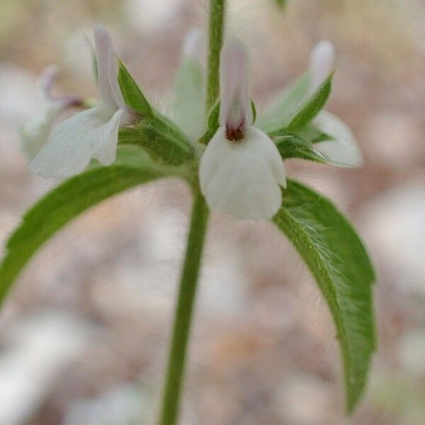 Sideritis romana 花