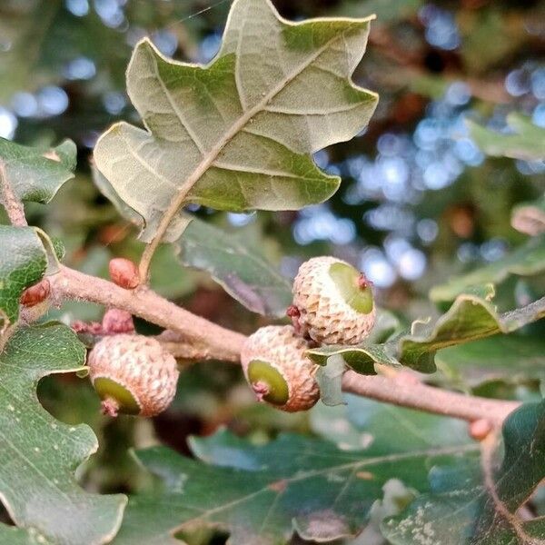 Quercus pubescens ഫലം