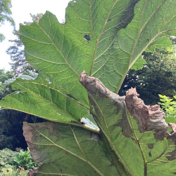 Gunnera tinctoria 葉