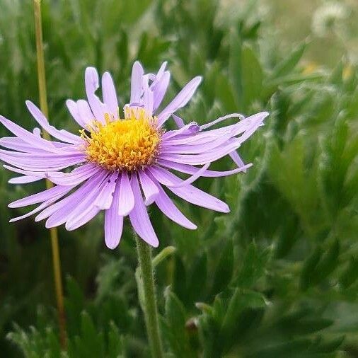 Aster alpinus Кветка